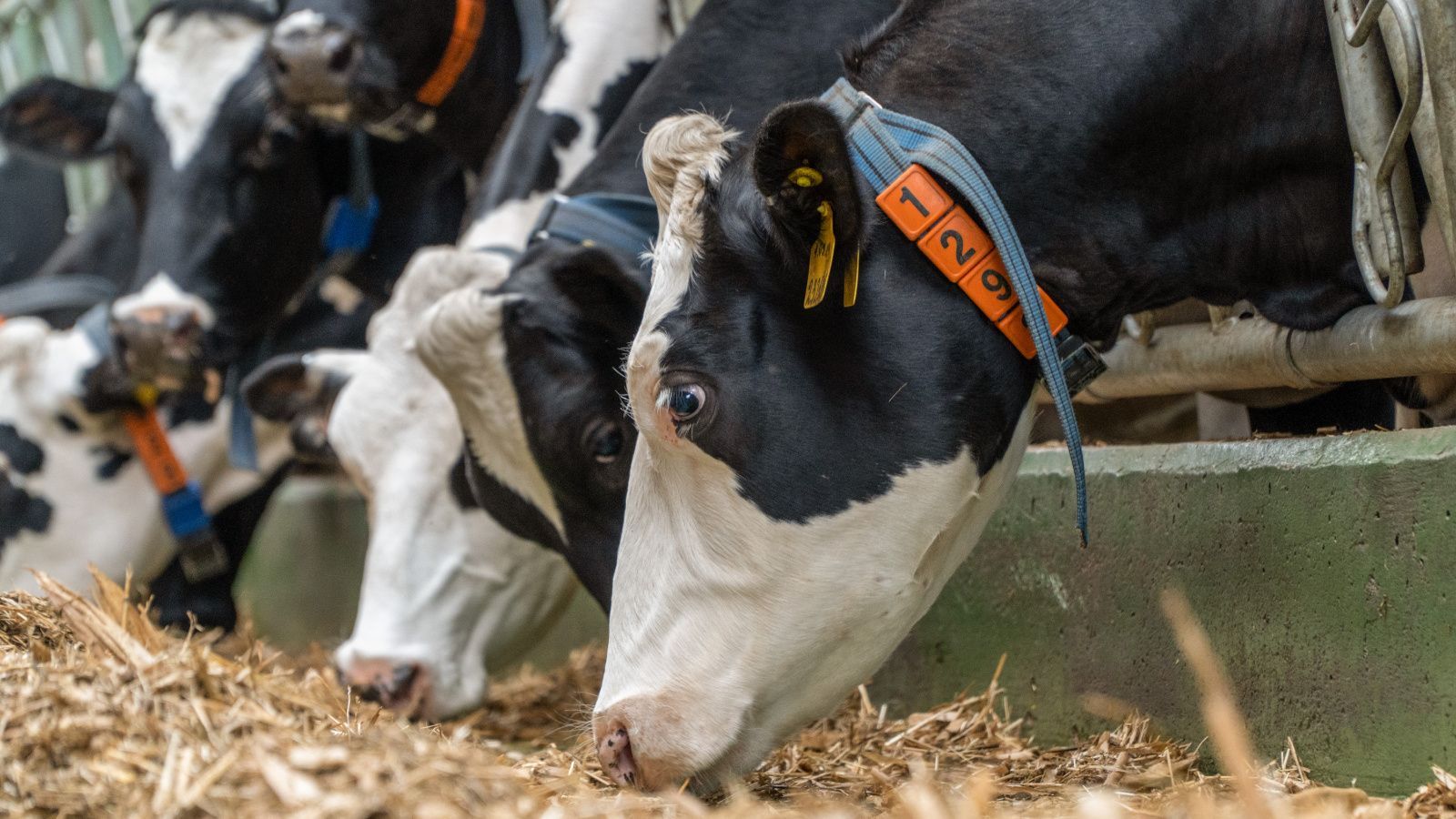 Жители Татарстана смогут вернуть часть затрат на покупку нетелей
