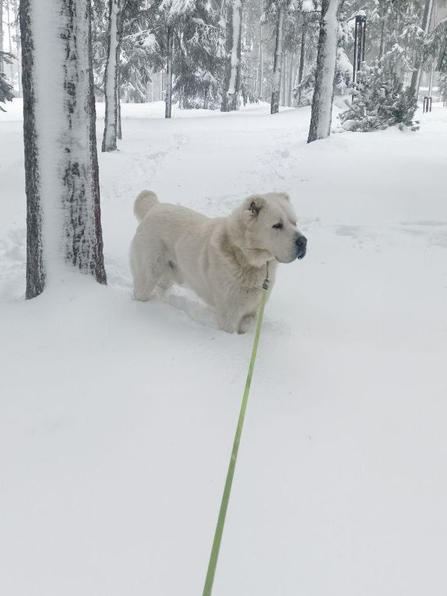 Минниханов поделился фотографией алабая Акдуса с прогулки в белоснежном лесу