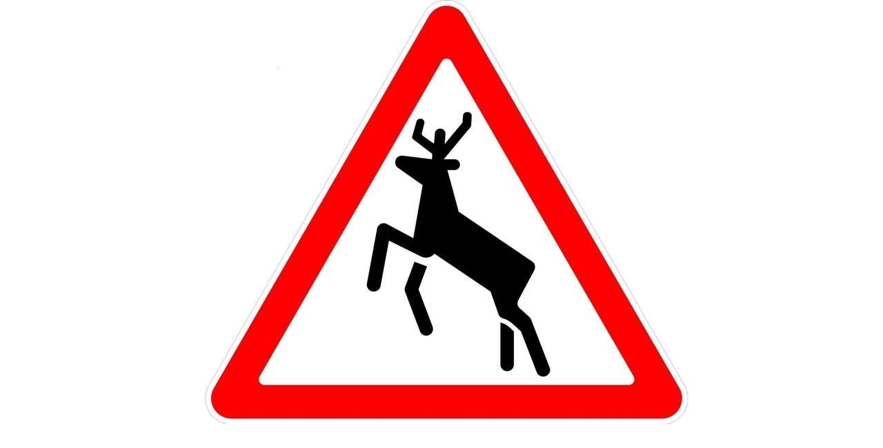 С начала 2026 года на дорогах Татарстана случилось пять наездов на диких животных