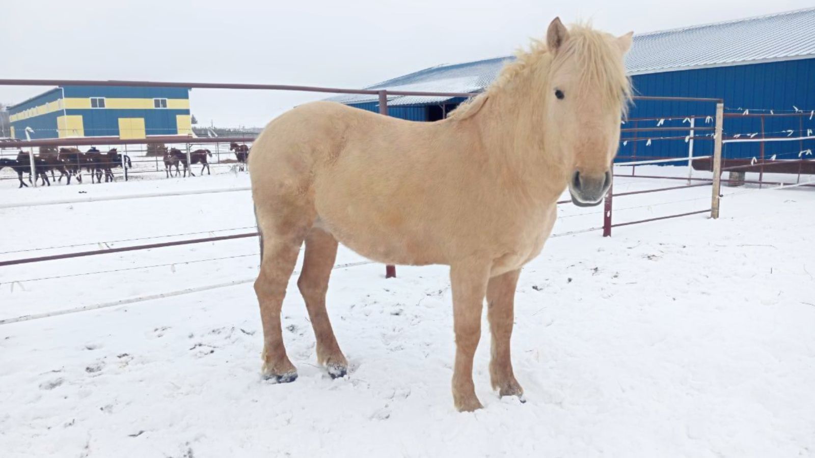 Жеребец татарской породы передан в центр национальных конных традиций в Москве