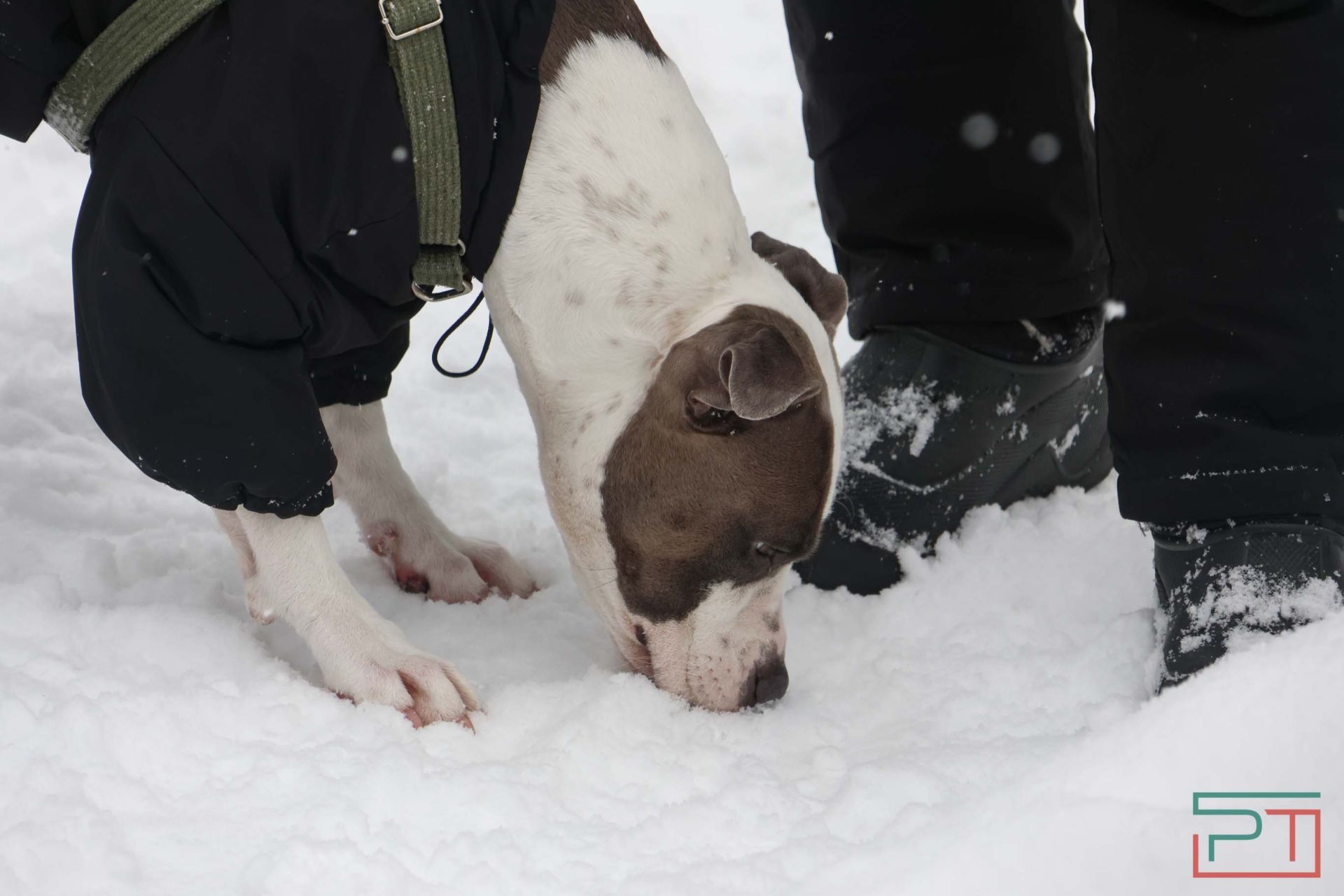 В Казани прошел рейд по выявлению нечипированных собак
