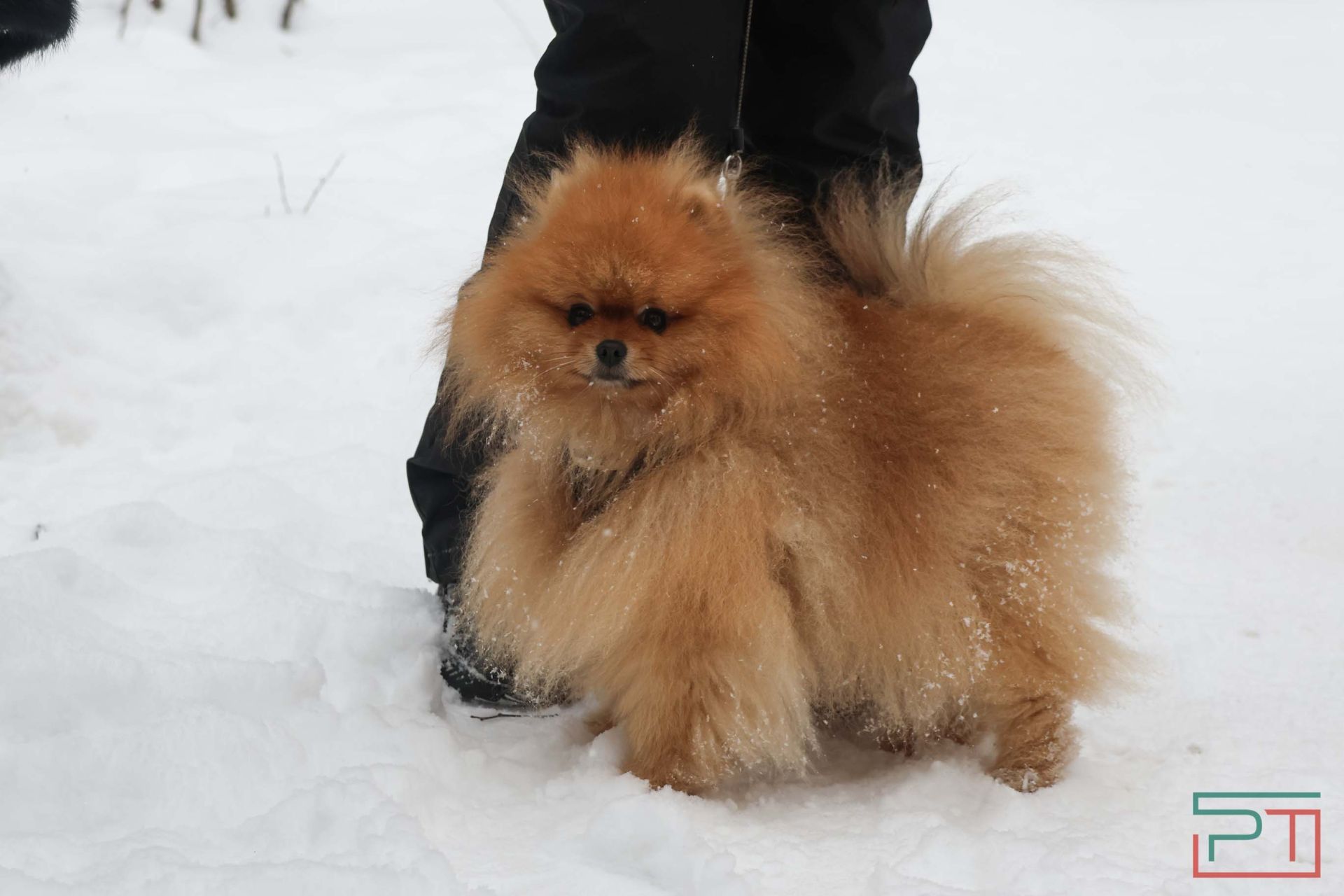 В Казани прошел рейд по выявлению нечипированных собак