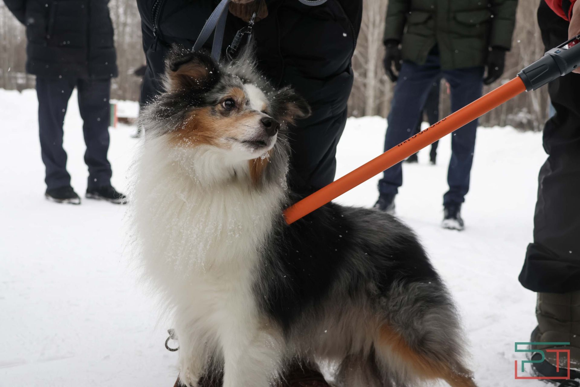 В Казани прошел рейд по выявлению нечипированных собак