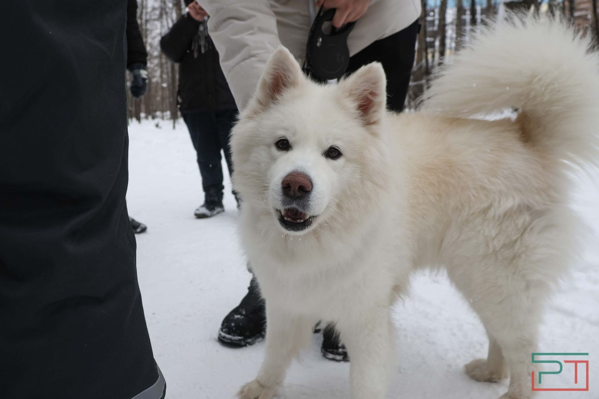 В Казани прошел рейд по выявлению нечипированных собак