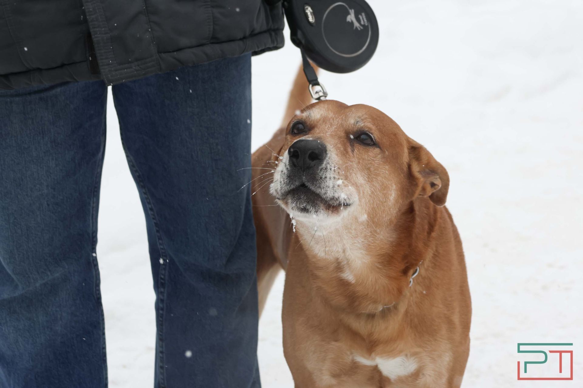 В Казани прошел рейд по выявлению нечипированных собак