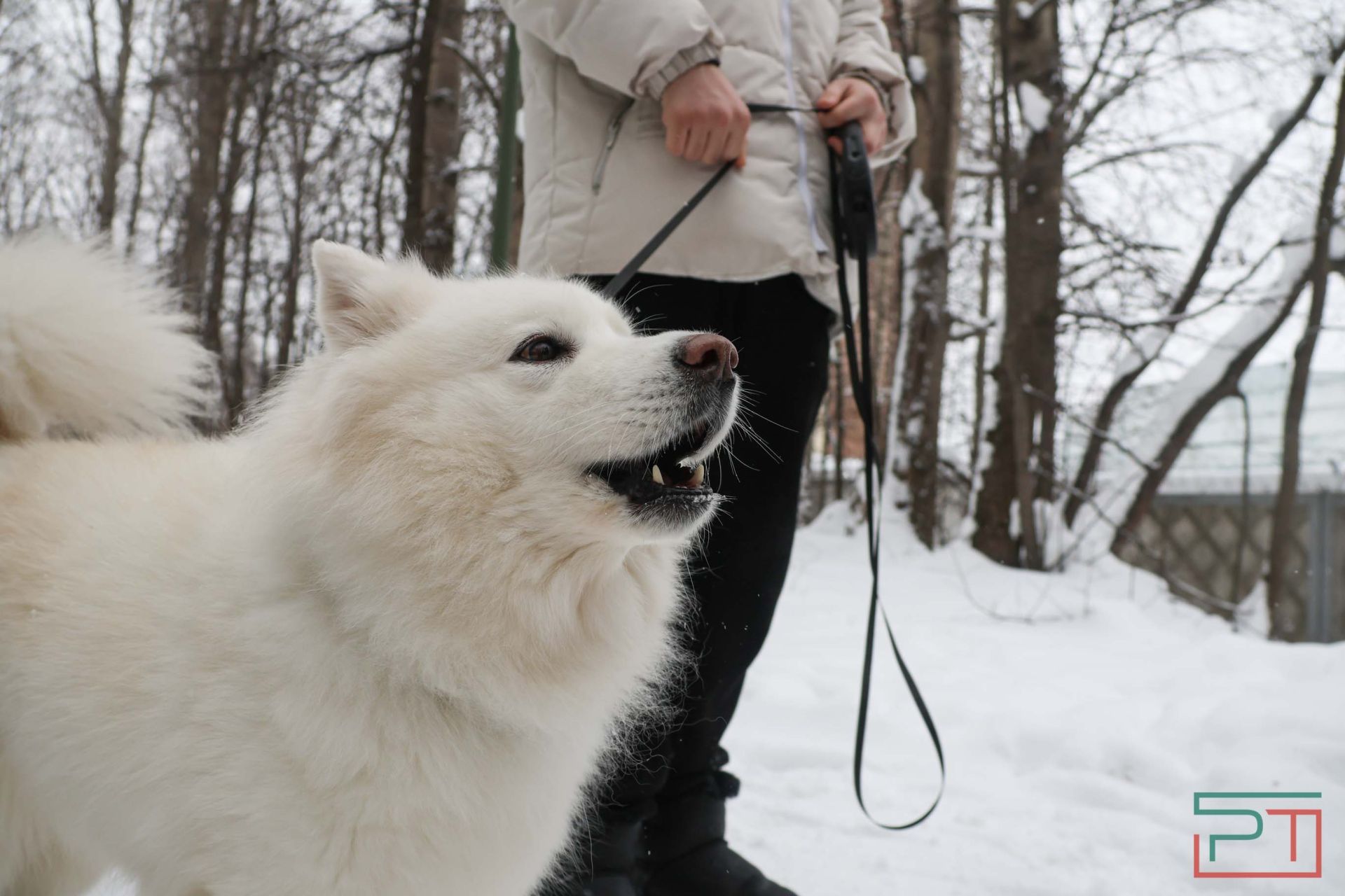 В Казани прошел рейд по выявлению нечипированных собак