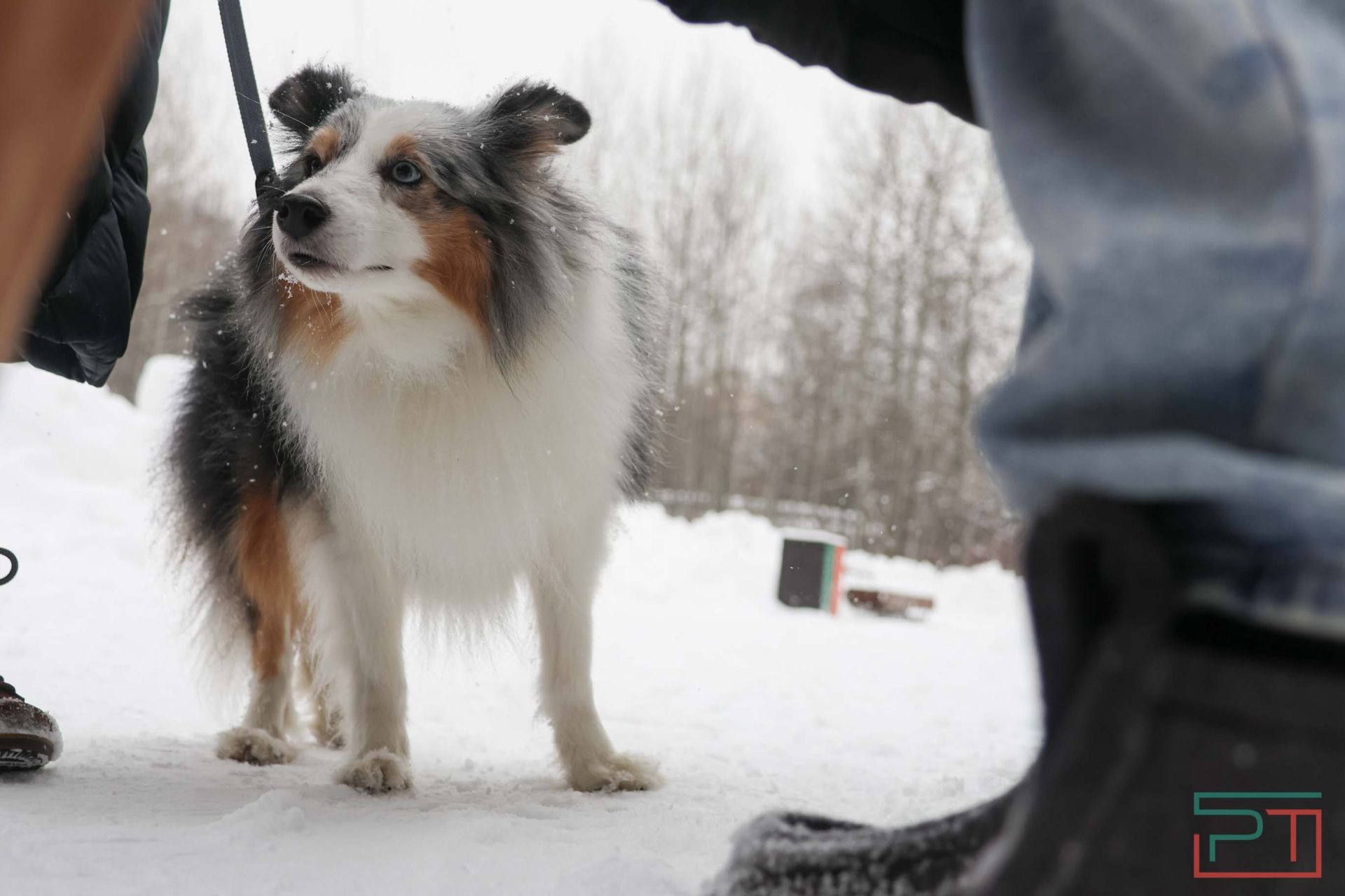В Казани прошел рейд по выявлению нечипированных собак