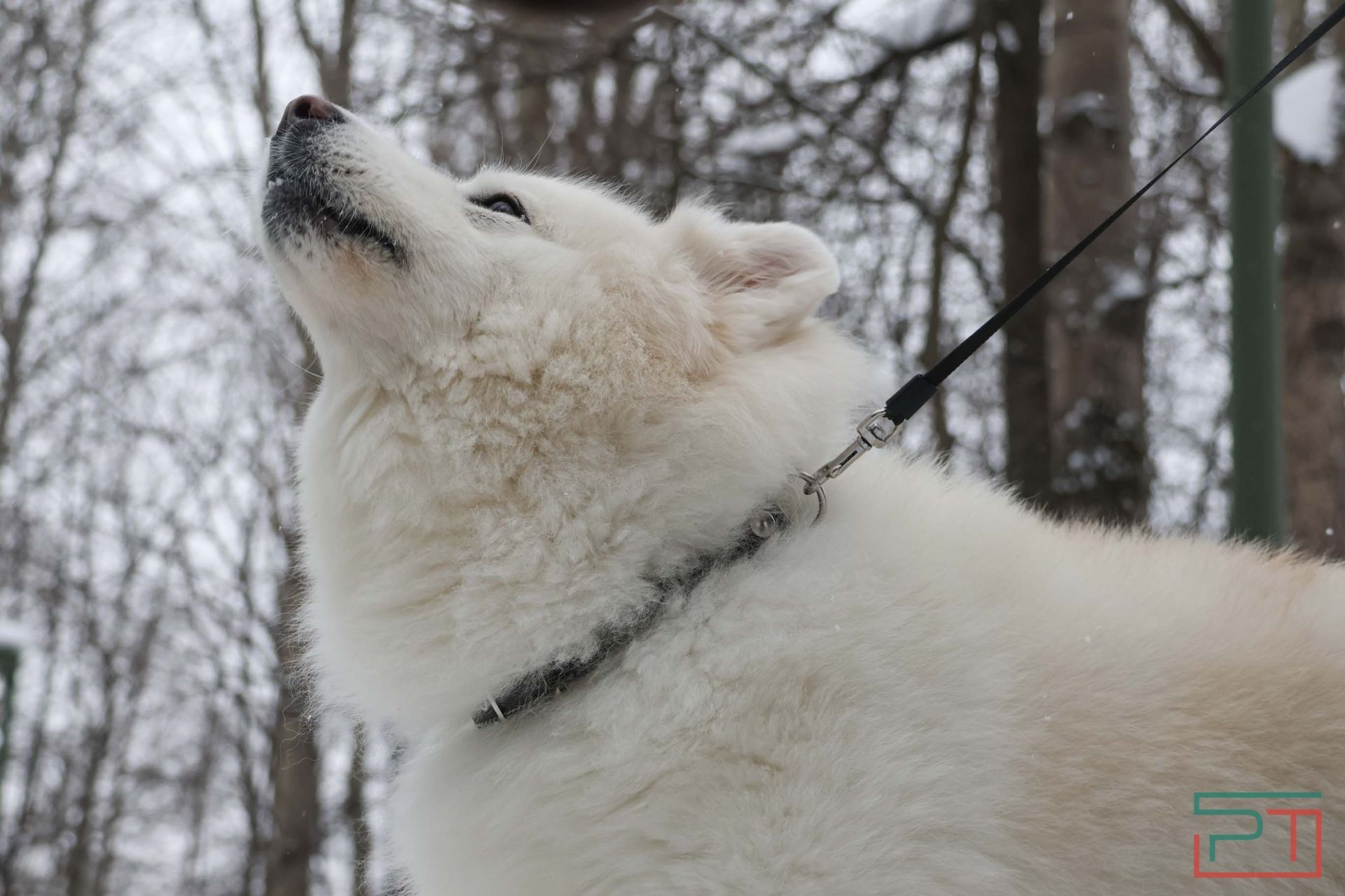 В Казани прошел рейд по выявлению нечипированных собак