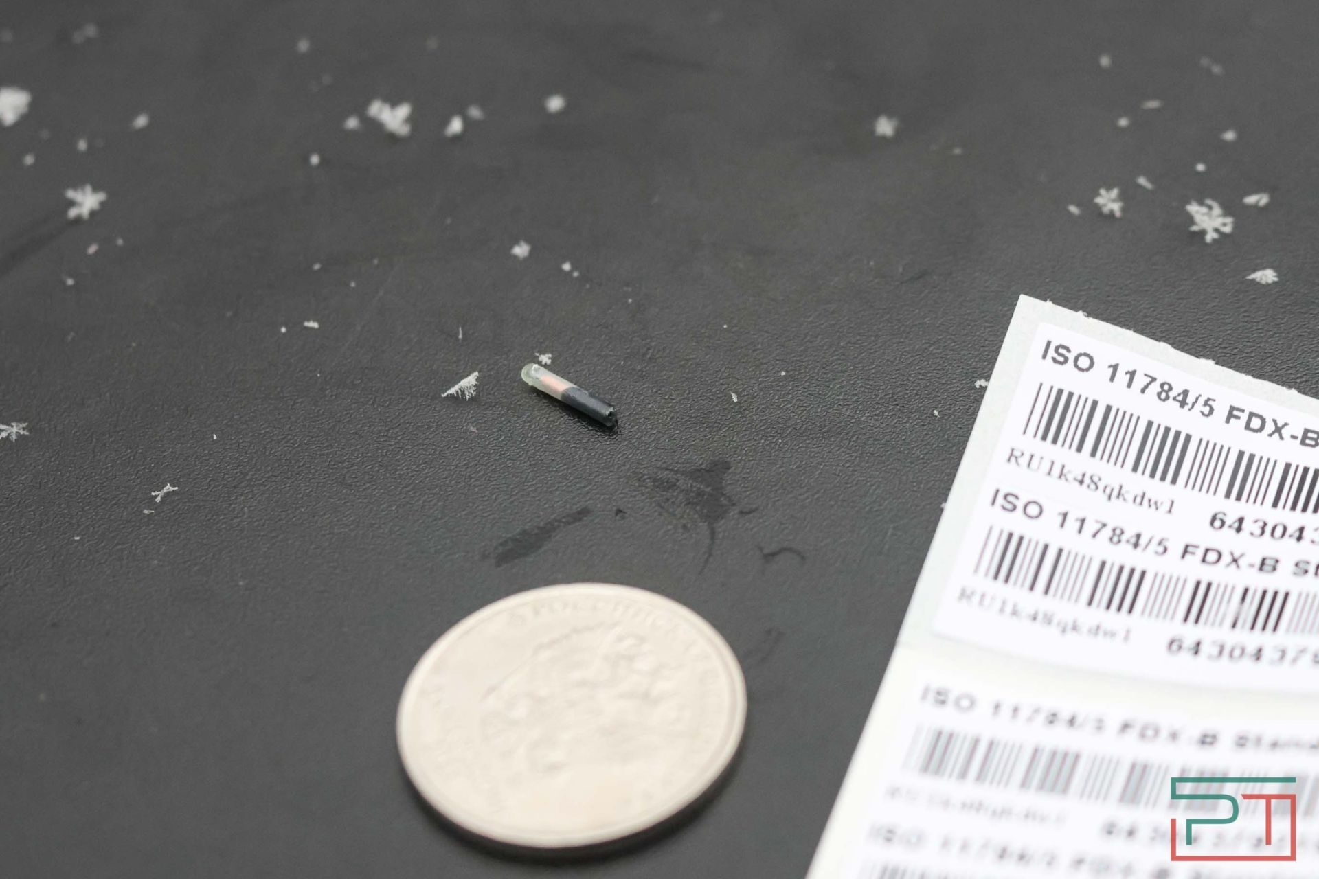 В Казани прошел рейд по выявлению нечипированных собак