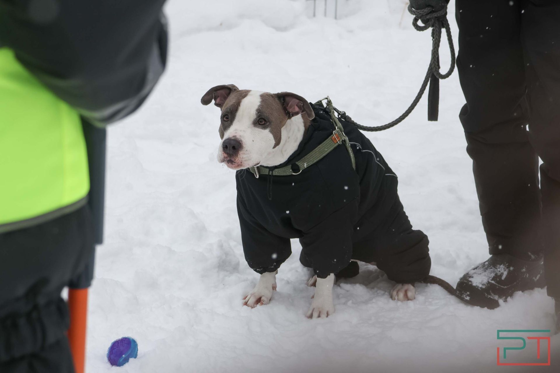 В Казани прошел рейд по выявлению нечипированных собак