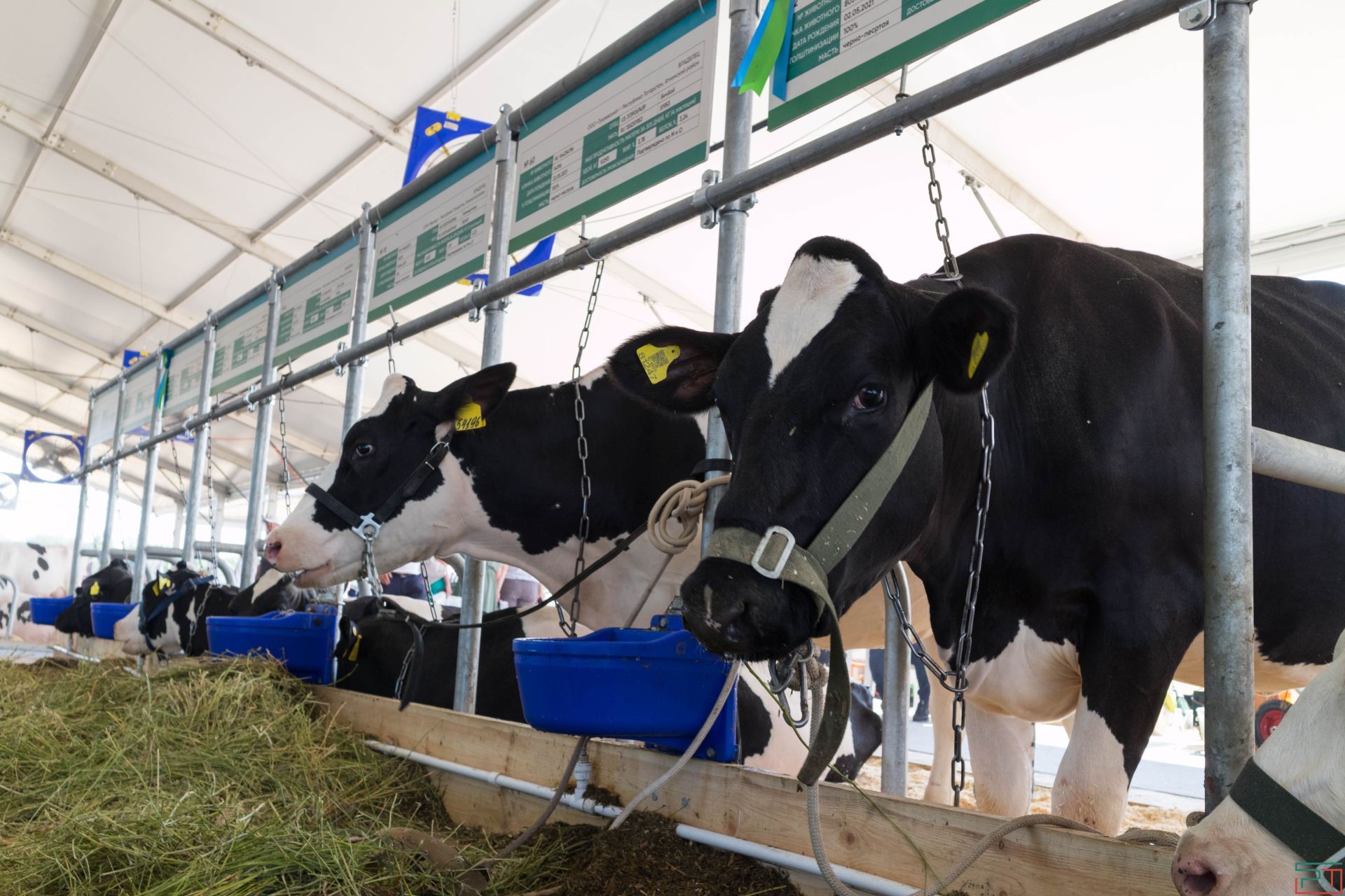 «Вредители зримые и незримые»: Россельхознадзор озвучил, кто подделывает продукты питания и портит почву в Татарстане