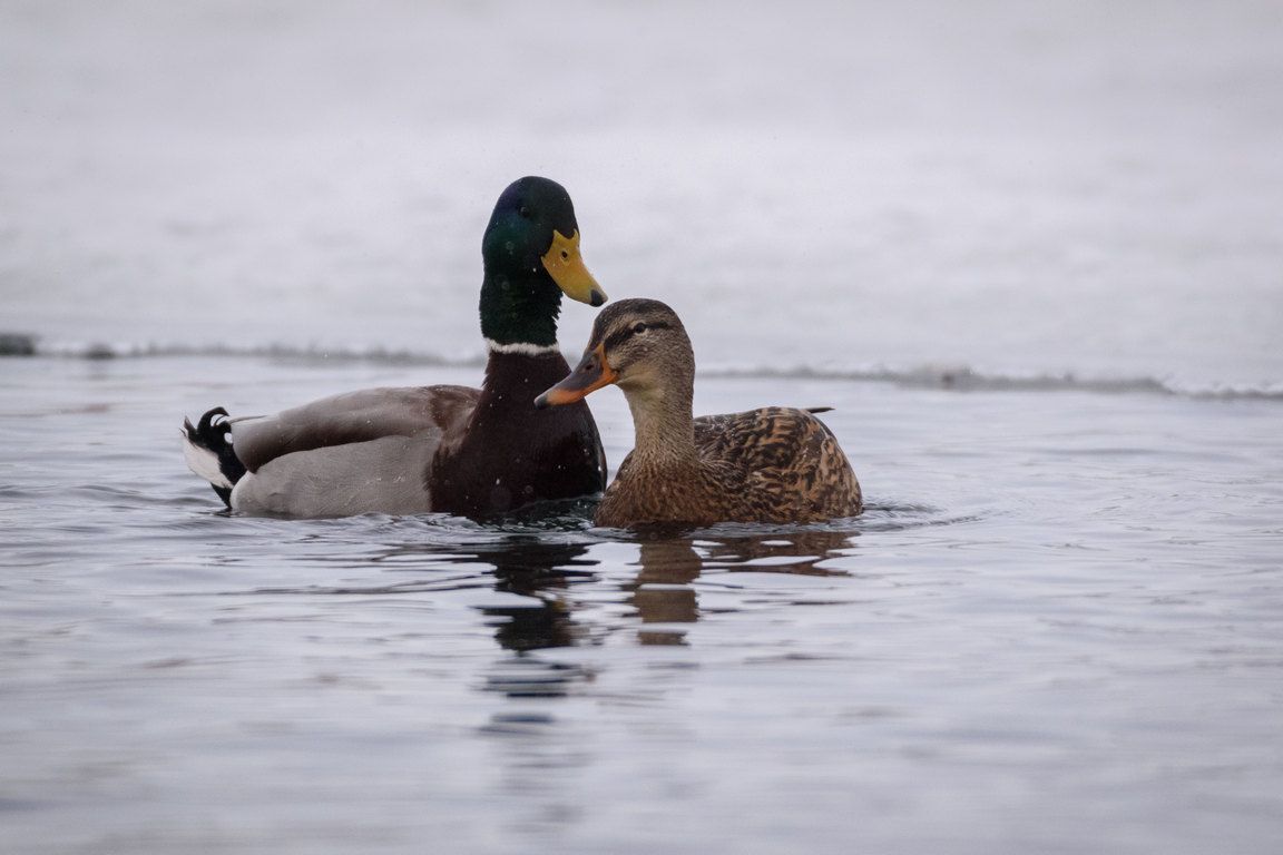 Опьянели свиристели?.. Казанский орнитолог объяснила, почему птицы падают замертво рядом с рябинами