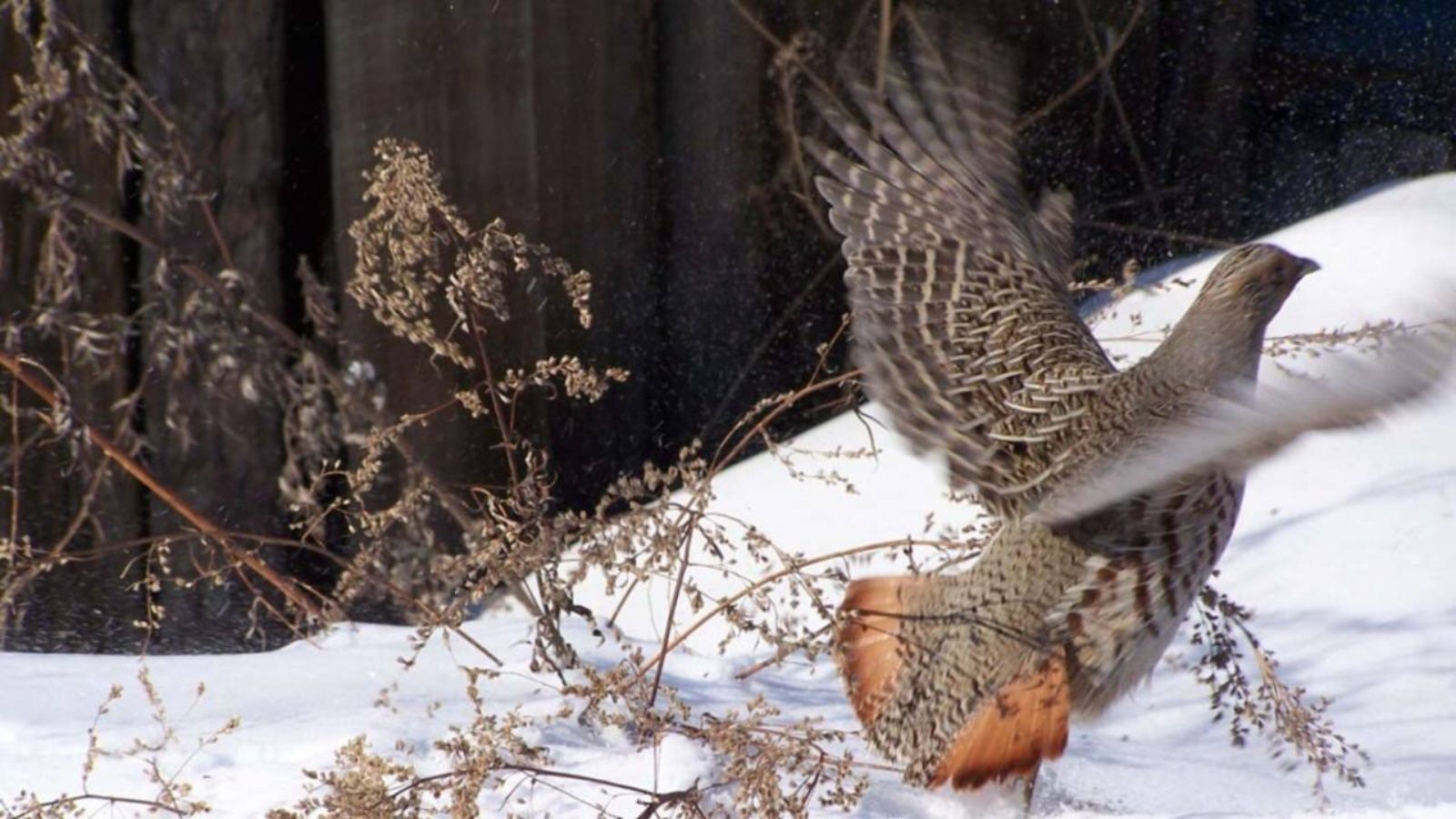 В Татарстане завершается сезон охоты на пернатую дичь