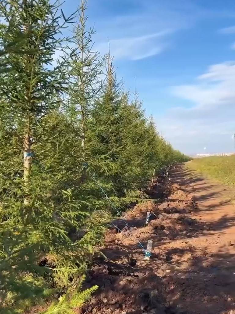 В Нижнекамском районе появилась зеленая изгородь из 350 елей
