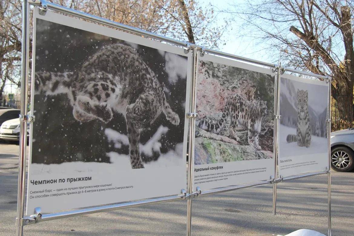 «Живая легенда Алтая»: в Казани открылась выставка о снежном барсе
