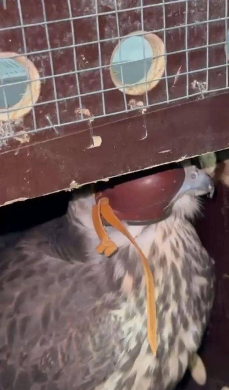 Соколы-балобаны из Татарстана Алтын и Батыр прибыли в Киргизию