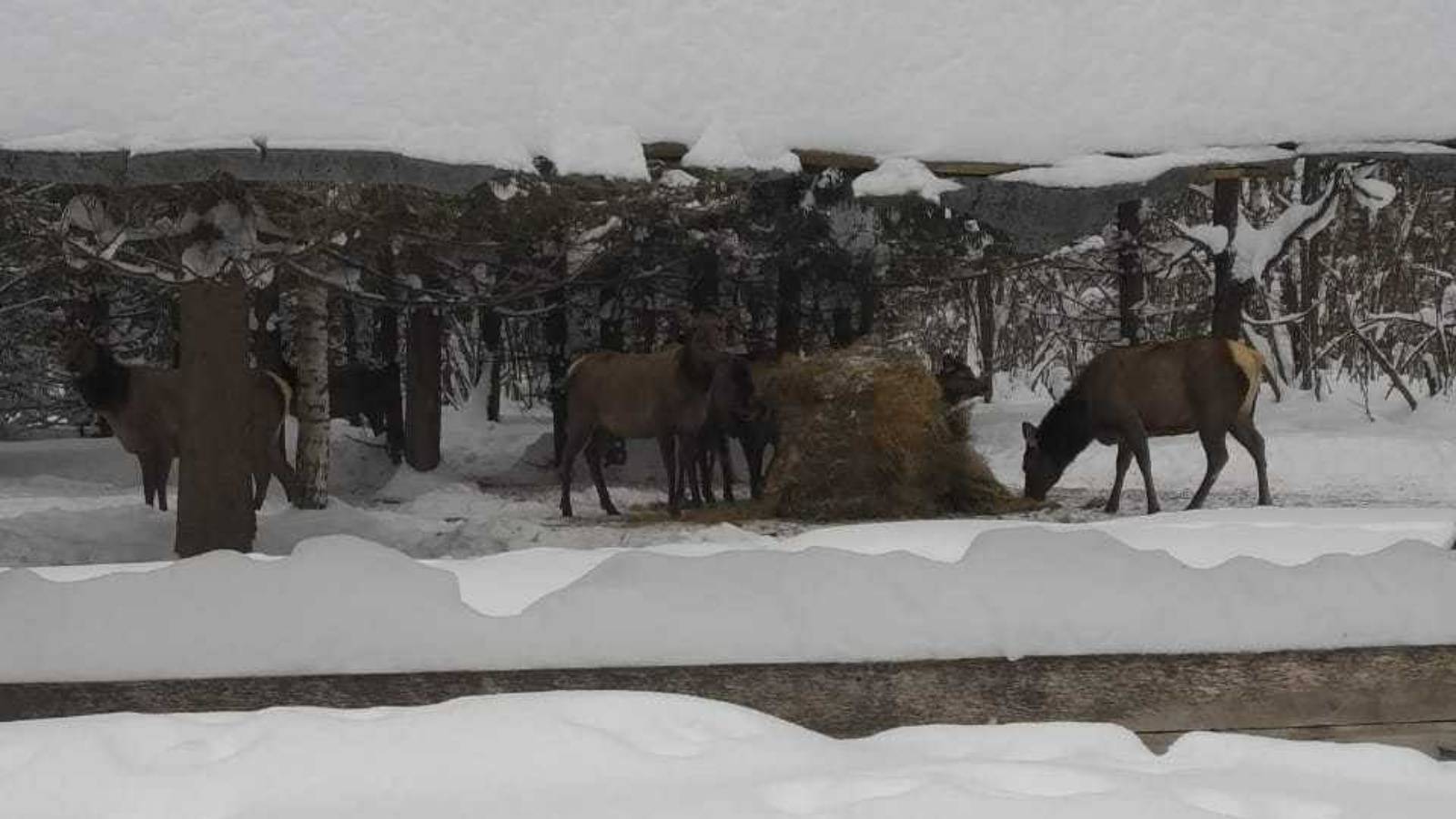 В лесах Татарстана устанавливают кормушки и делают тропы в снегу для животных