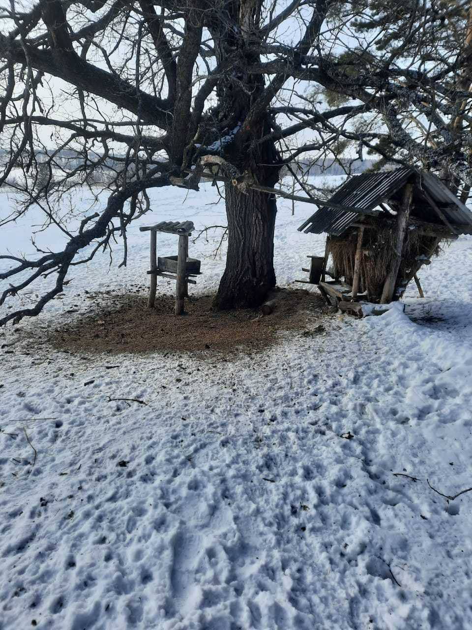 В лесах Татарстана устанавливают кормушки и делают тропы в снегу для животных