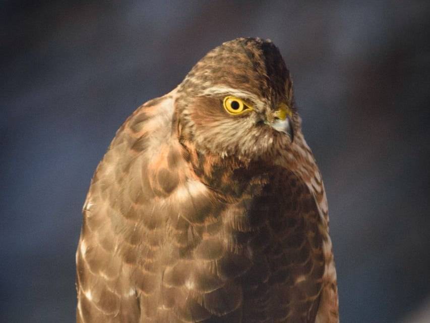 Налетели ястребы: в городах Татарстана ищут пропитание голодные хищники