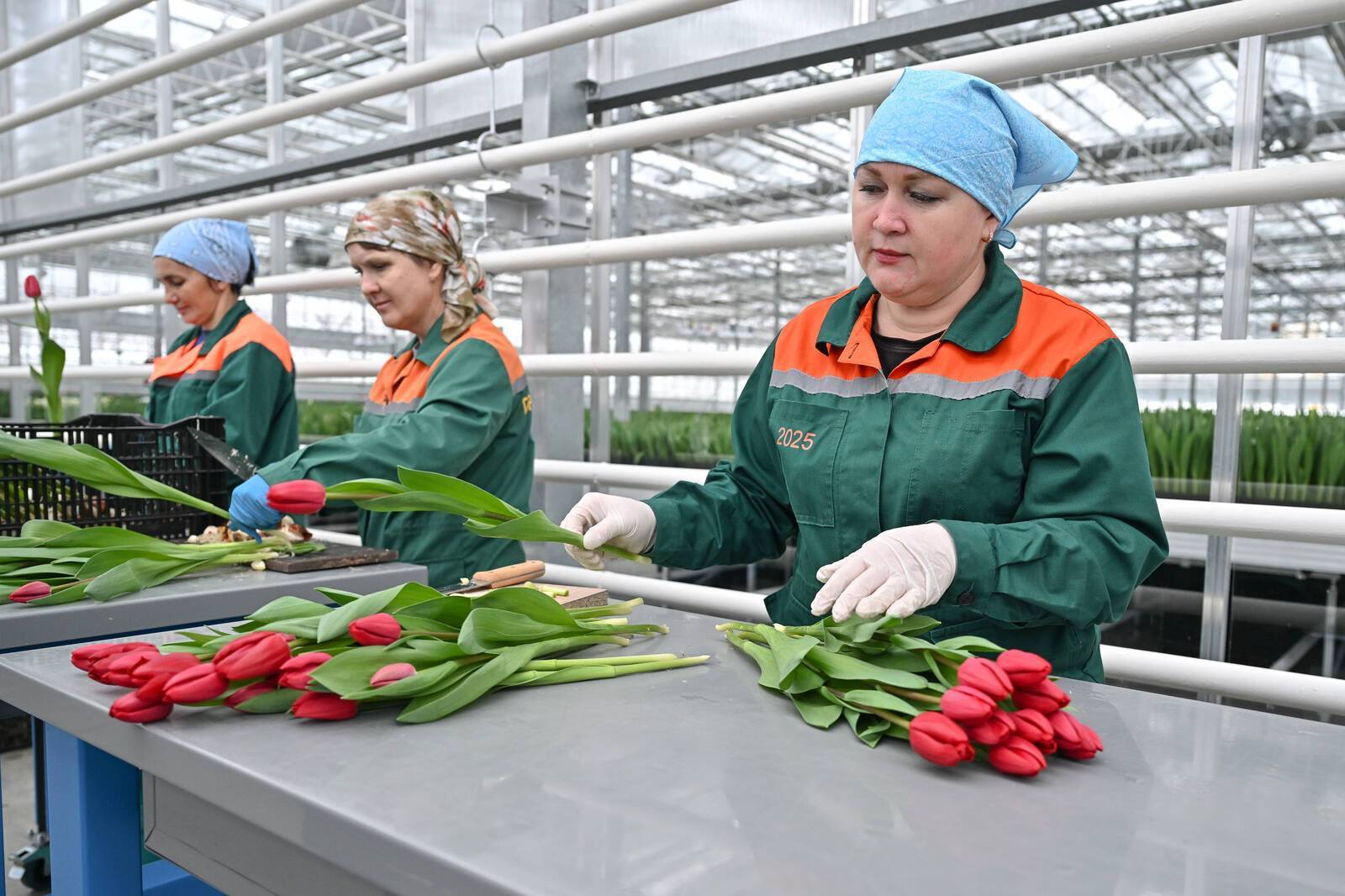 Минниханов осмотрел новые теплицы «Горводзеленхоза» на 1 млн тюльпанов – фото