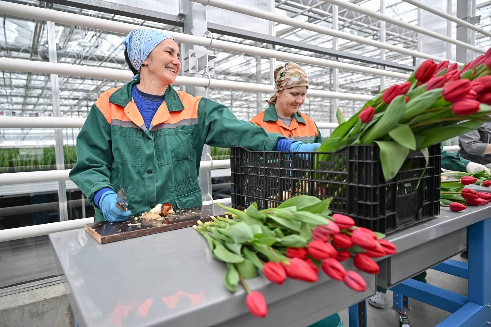 Минниханов осмотрел новые теплицы «Горводзеленхоза» на 1 млн тюльпанов – фото