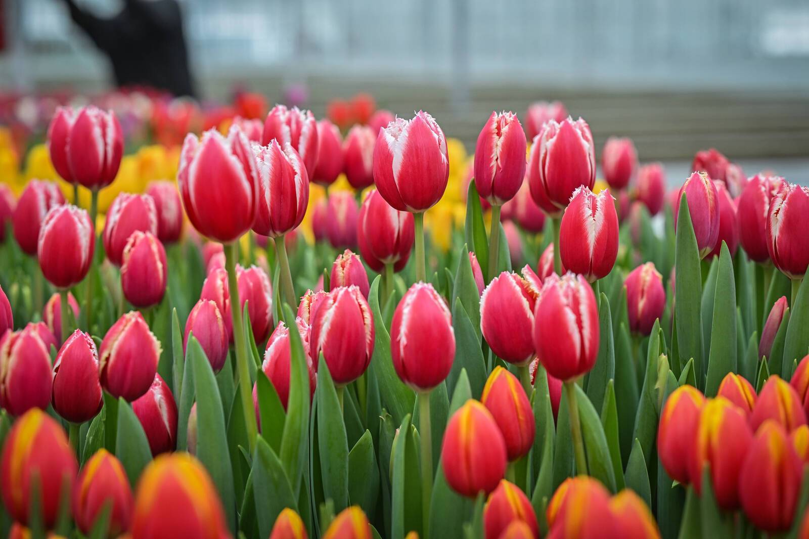 Минниханов осмотрел новые теплицы «Горводзеленхоза» на 1 млн тюльпанов – фото