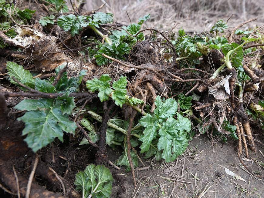 В Татарстане составили список из 12 опасных инвазивных растений для борьбы с ними