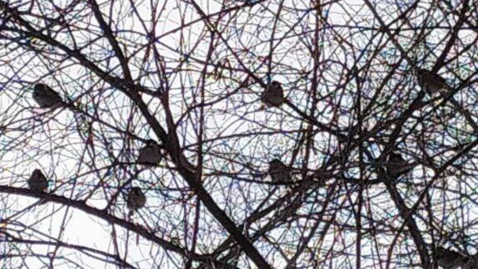 Более 400 татарстанцев приняли участие во Всероссийской переписи воробьев