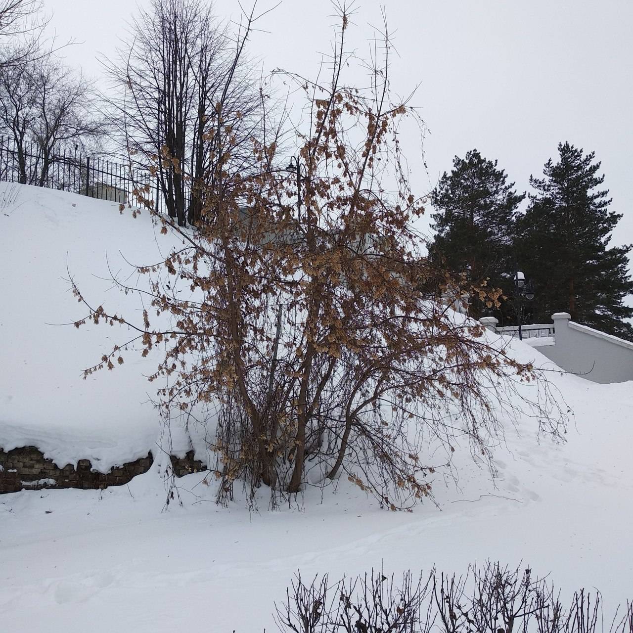 Так вот ты какой, американский клен!.. В Татарстане объявляют войну растениям-«иноагентам»