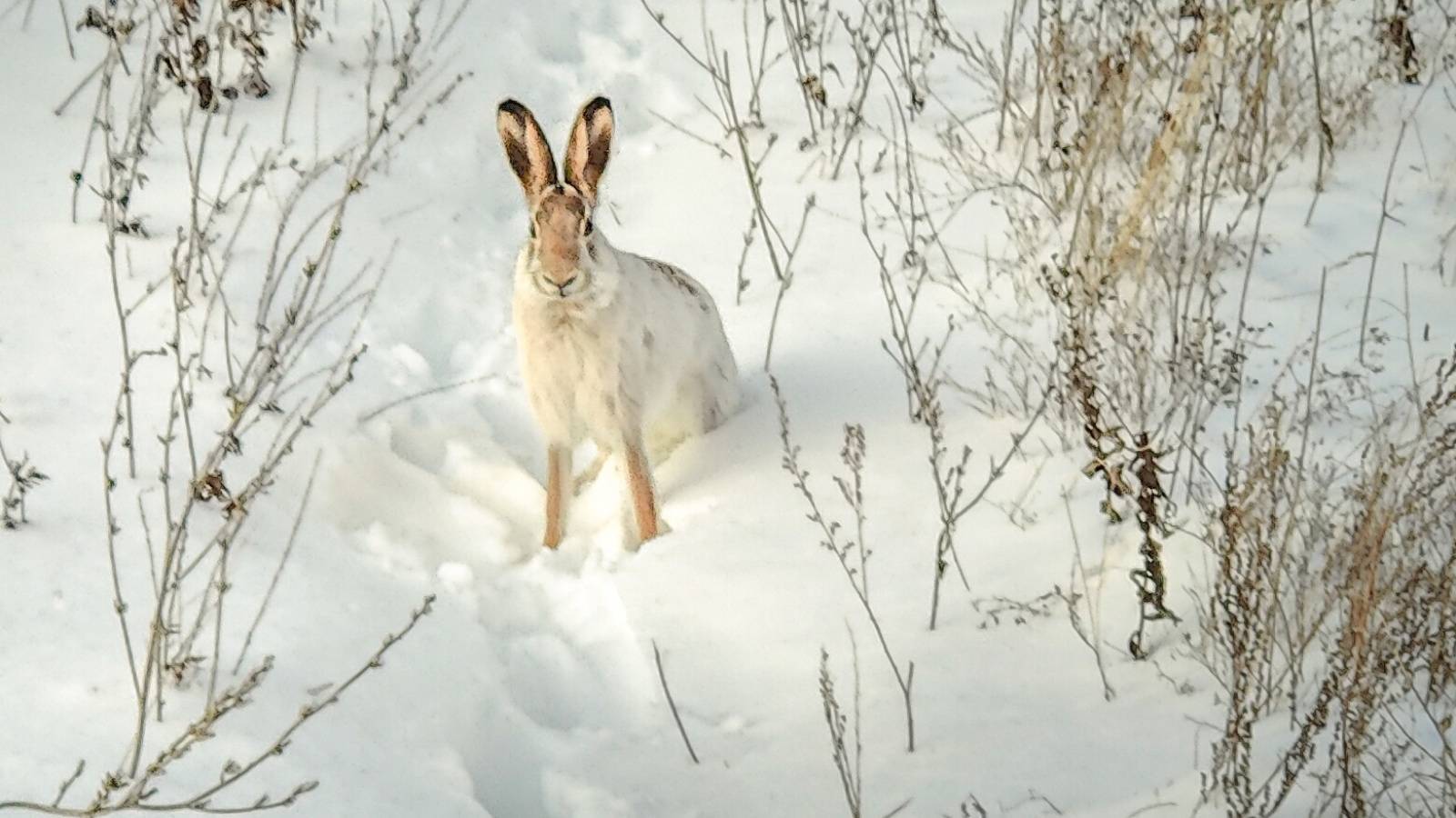 В Татарстане завершается сезон охоты на пушных зверей и кабана