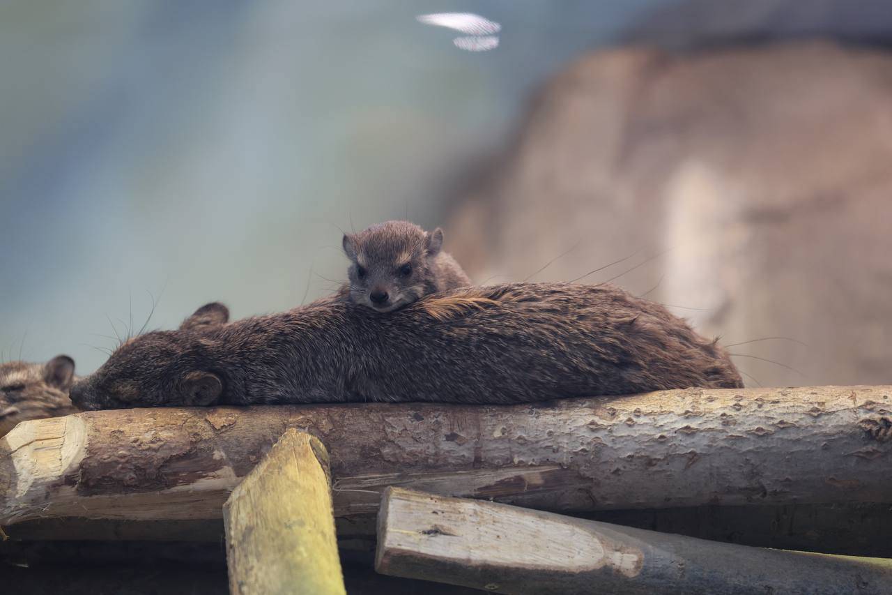 В зоопарке Казани родились четыре детеныша даманов Брюса