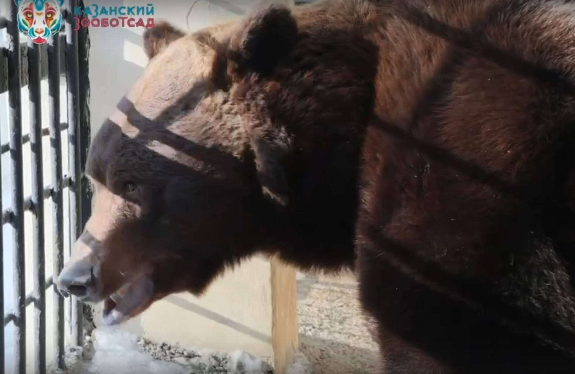 В Казанском зоопарке медведь Фома проснулся на месяц раньше обычного – видео