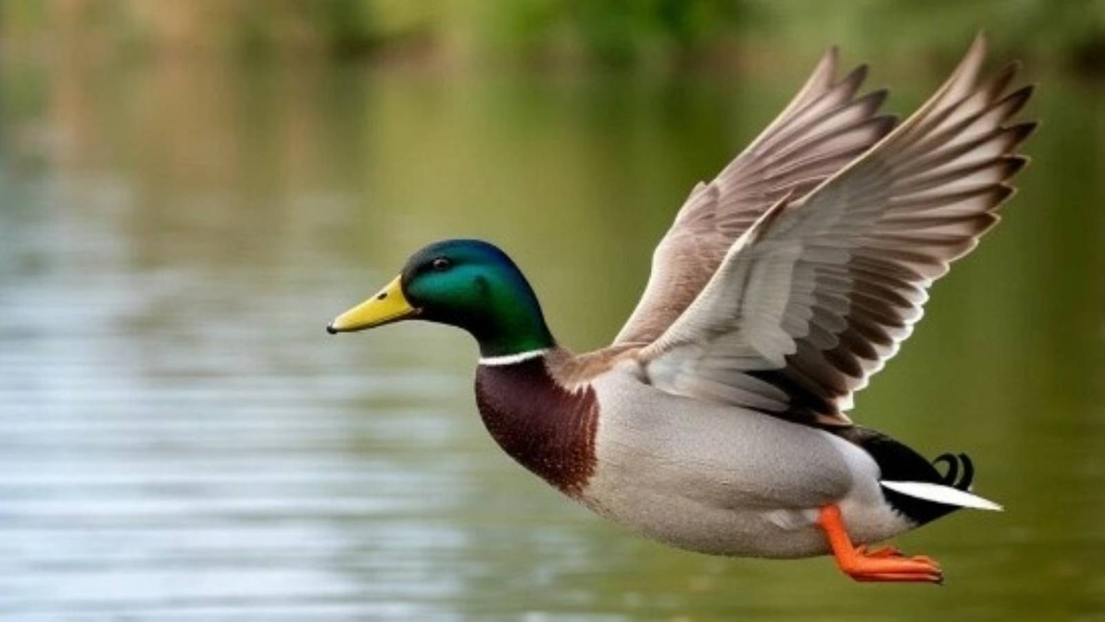 С 25 марта в Татарстане стартует приём заявлений на охоту на пернатую дичь