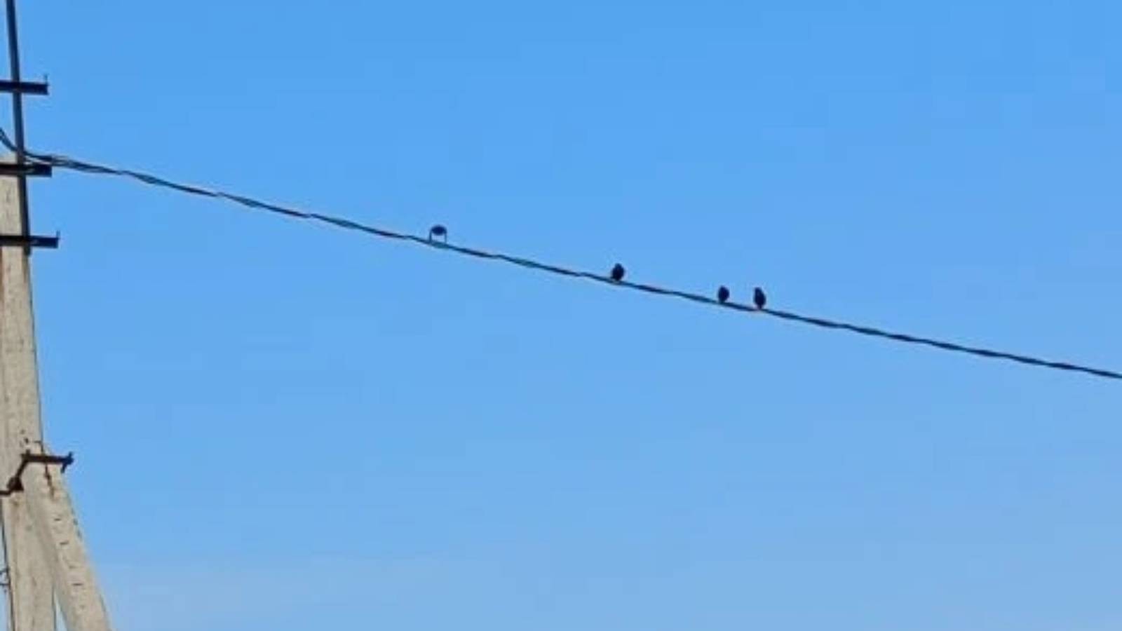 В Татарстан вслед за грачами прилетели лесные голуби, жаворонки и скворцы