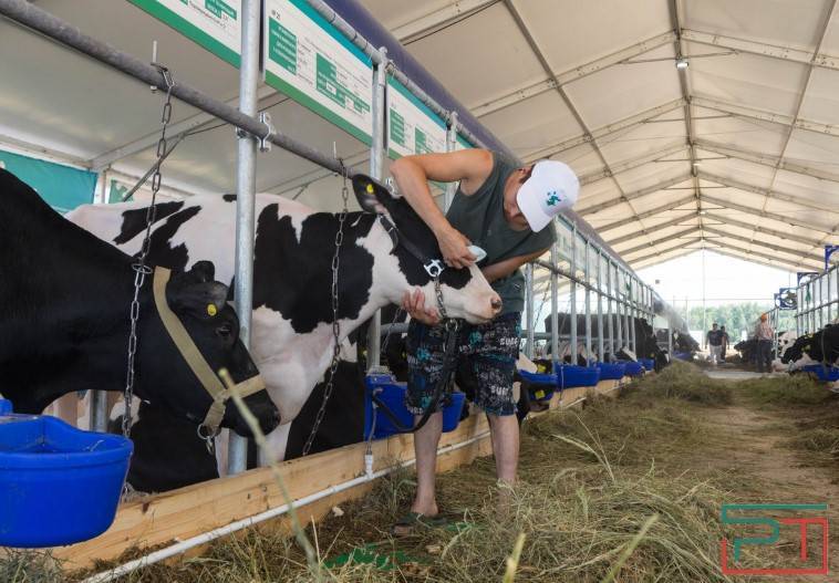 В Новосибирской области почти завершилось изъятие скота из-за пастереллеза