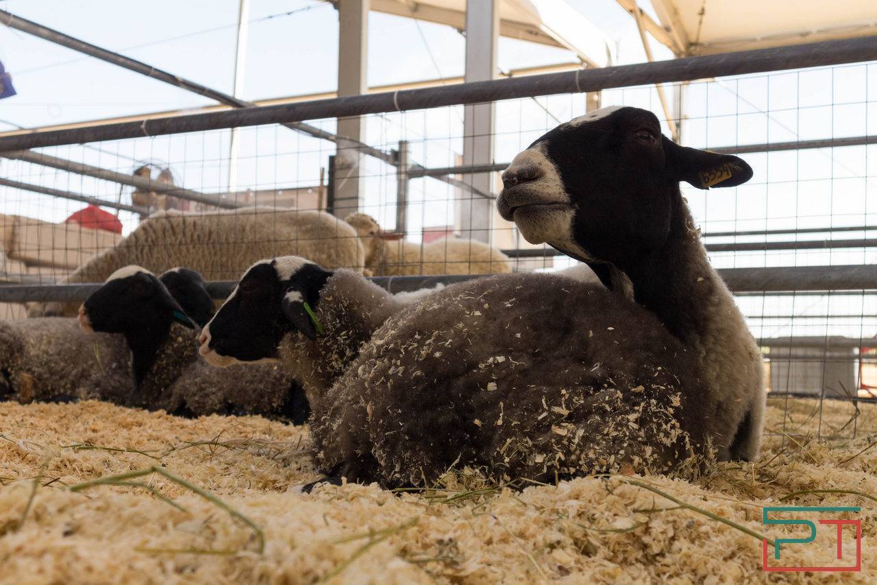 Не баран чихнул: фермерам в Татарстане пригрозили уголовной статьей за сокрытие фактов пастереллеза
