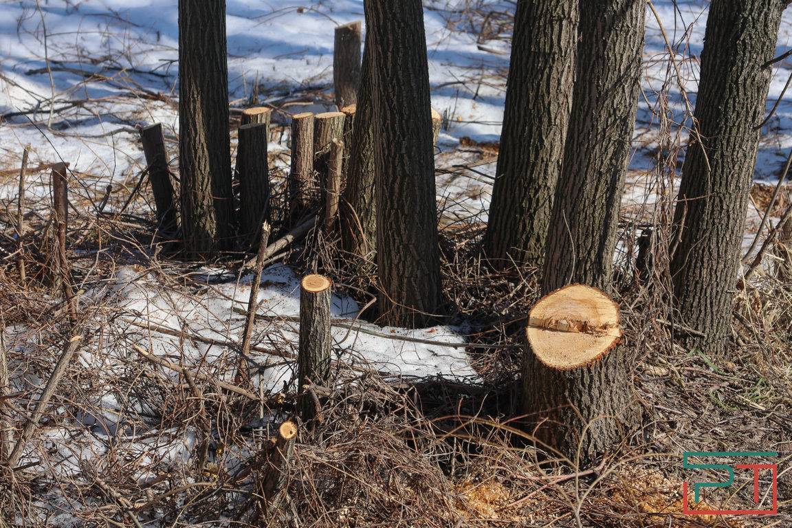 «Не трогали бы ивы – не было бы скандала»: казанцев возмутила вырубка деревьев на Кабане