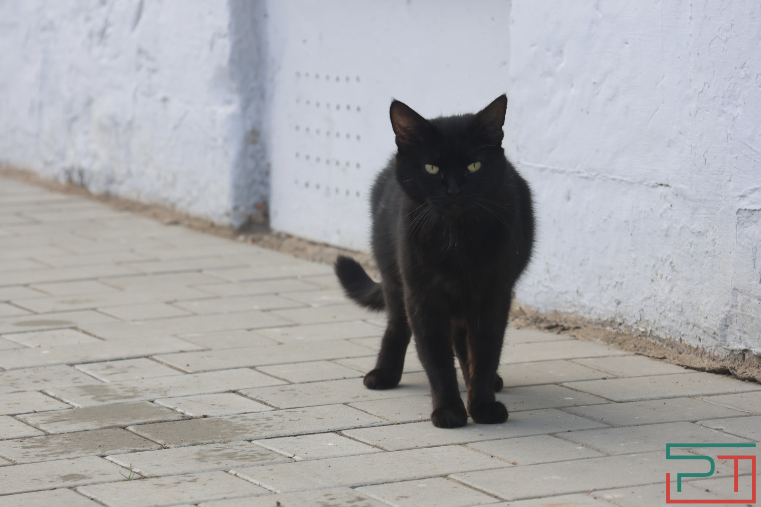 В Татарстане планируют ограничить количество собак и кошек в квартирах