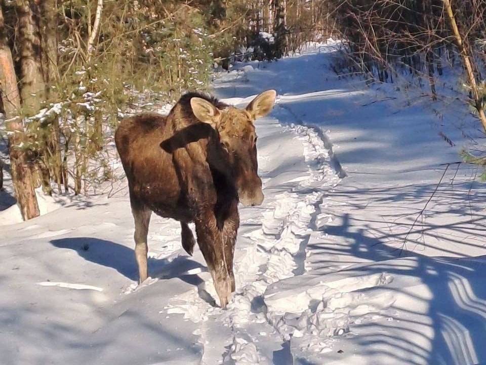А кому сейчас легко?.. Лоси в Татарстане застревают в глубоких сугробах и тянутся к людям