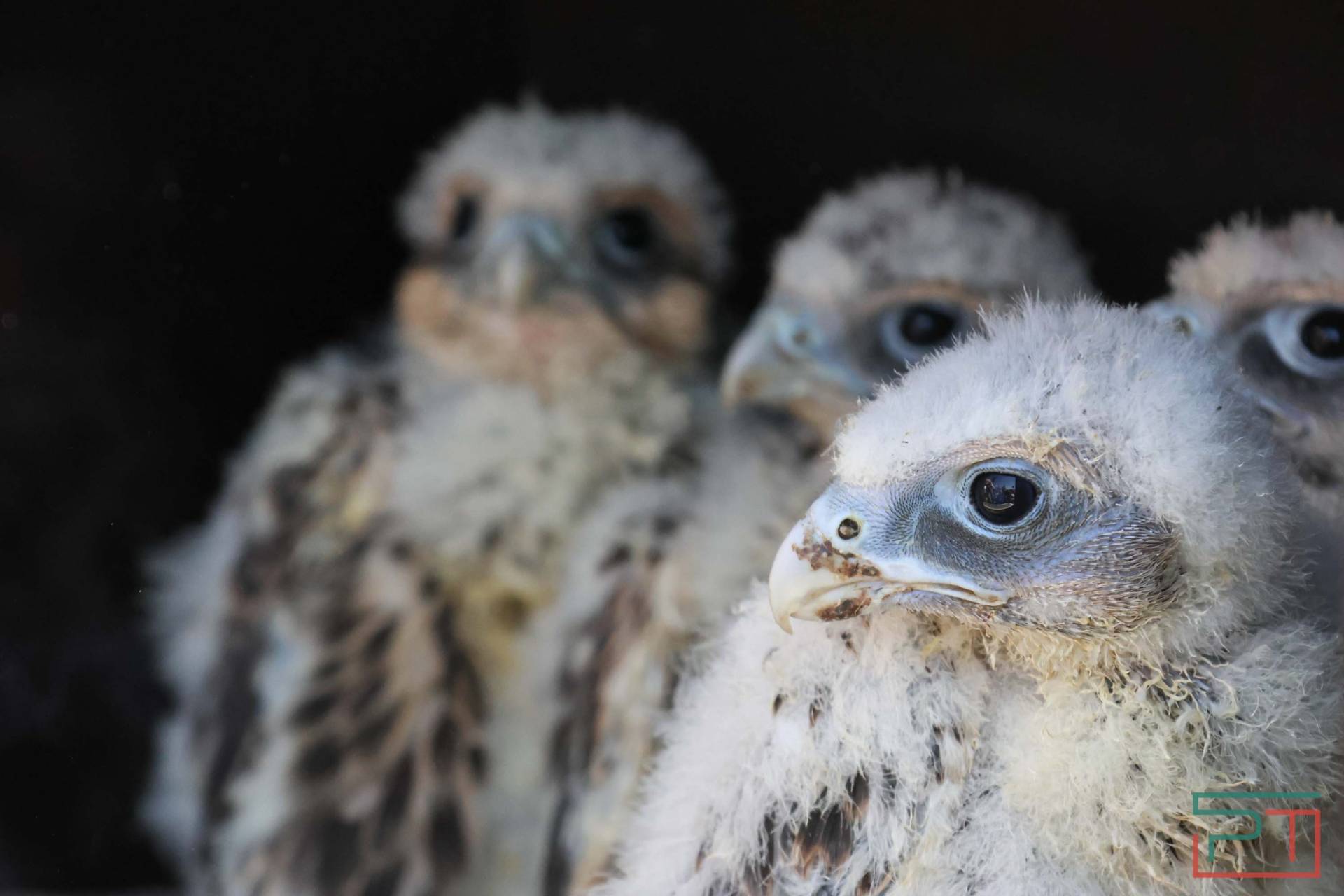 В этом году в Татарстане в дикую природу выпустят не менее 15 соколов-балобанов