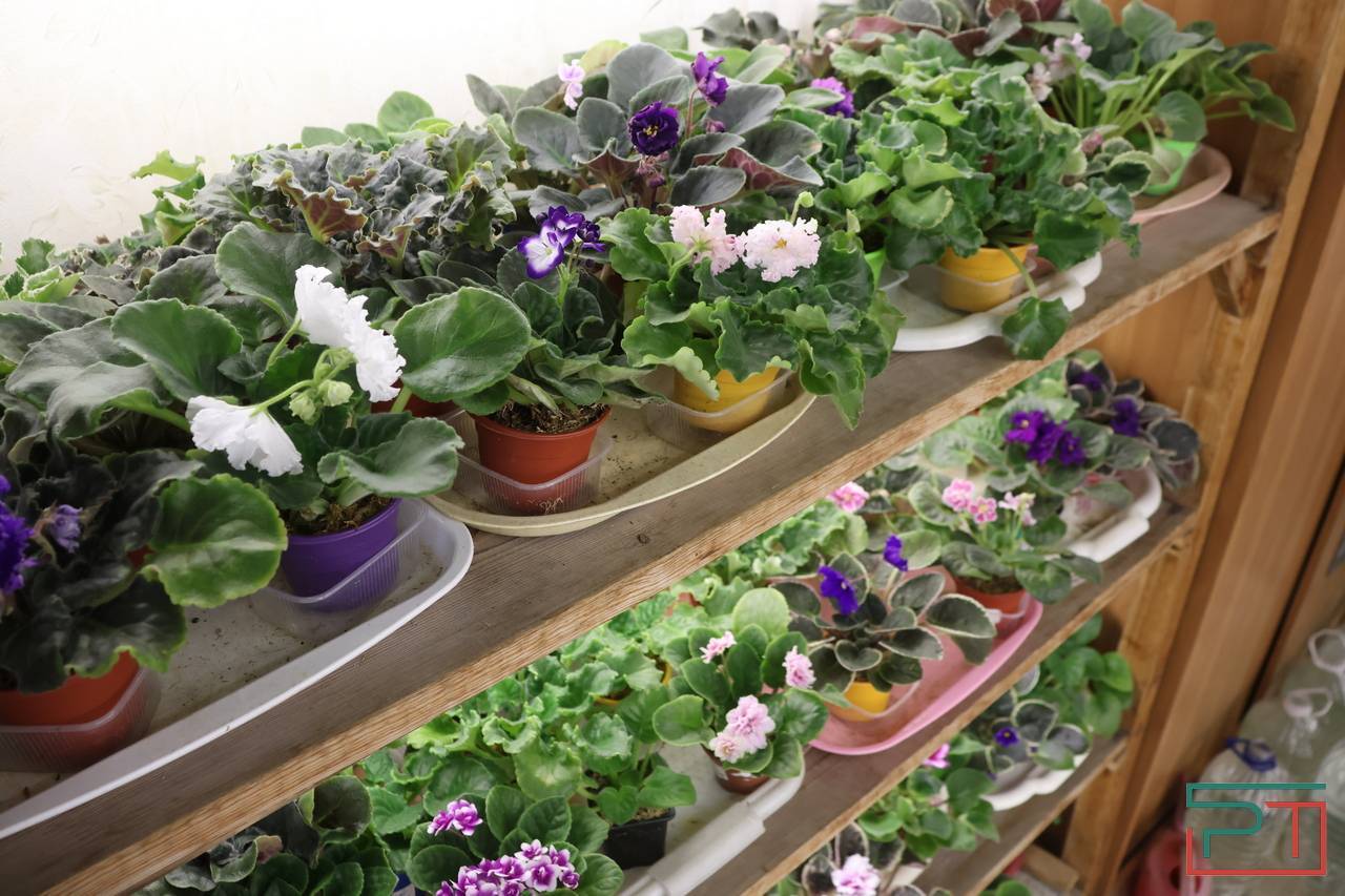 Авантюра, Амнезия и Джек Воробей: жительница Казани 30 лет собирает коллекцию фиалок