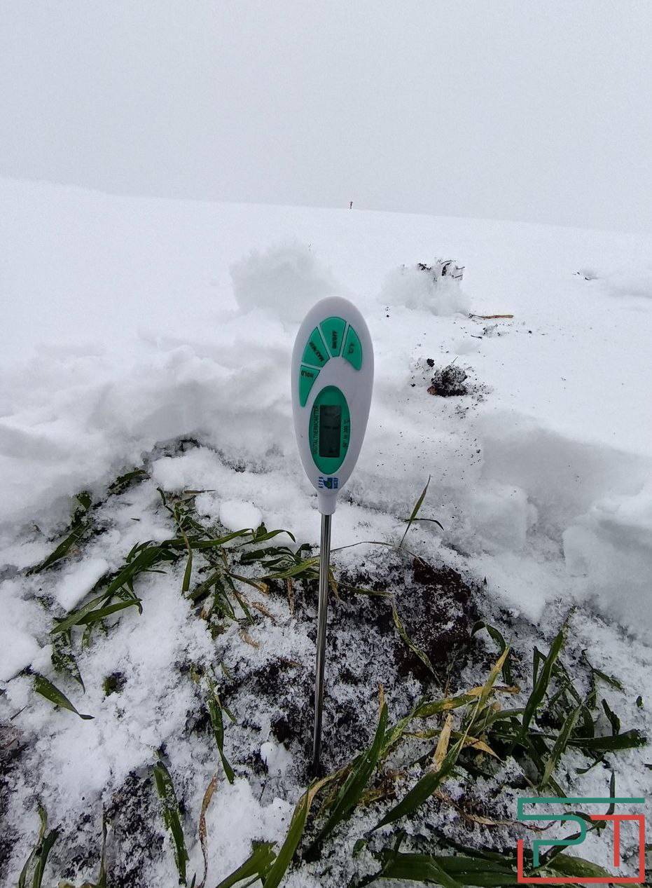 «Бурная весна – угроза урожаю»: аномальная зима испытывает на прочность озимые