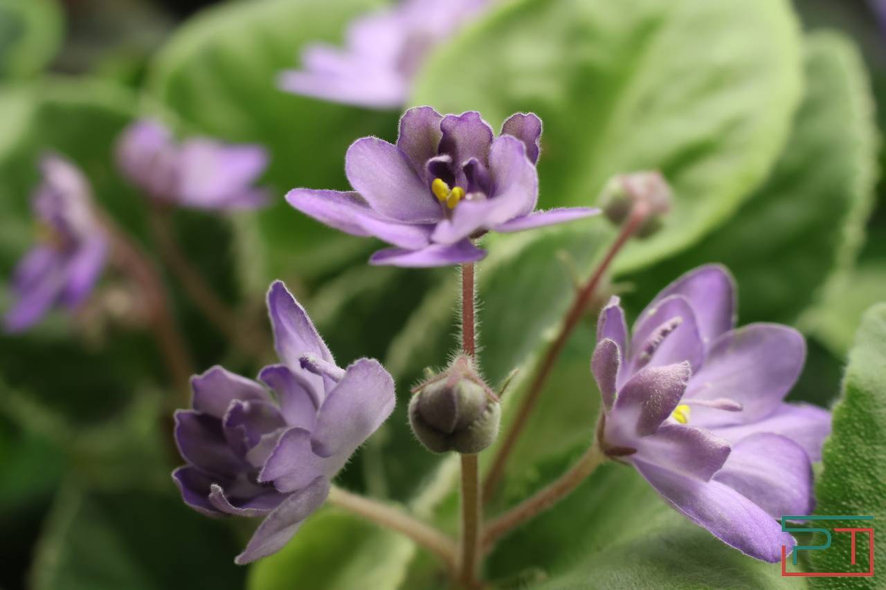 Авантюра, Амнезия и Джек Воробей: жительница Казани 30 лет собирает коллекцию фиалок