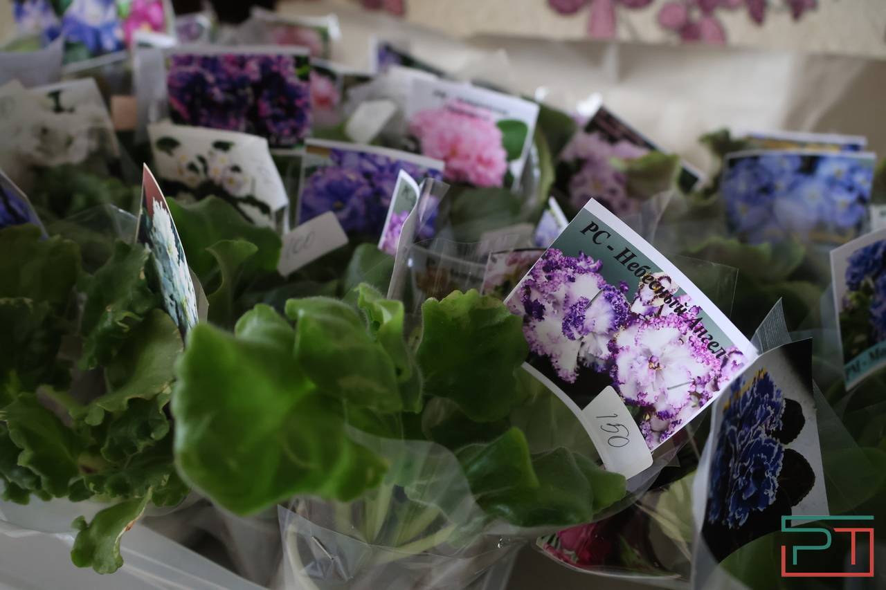 Авантюра, Амнезия и Джек Воробей: жительница Казани 30 лет собирает коллекцию фиалок