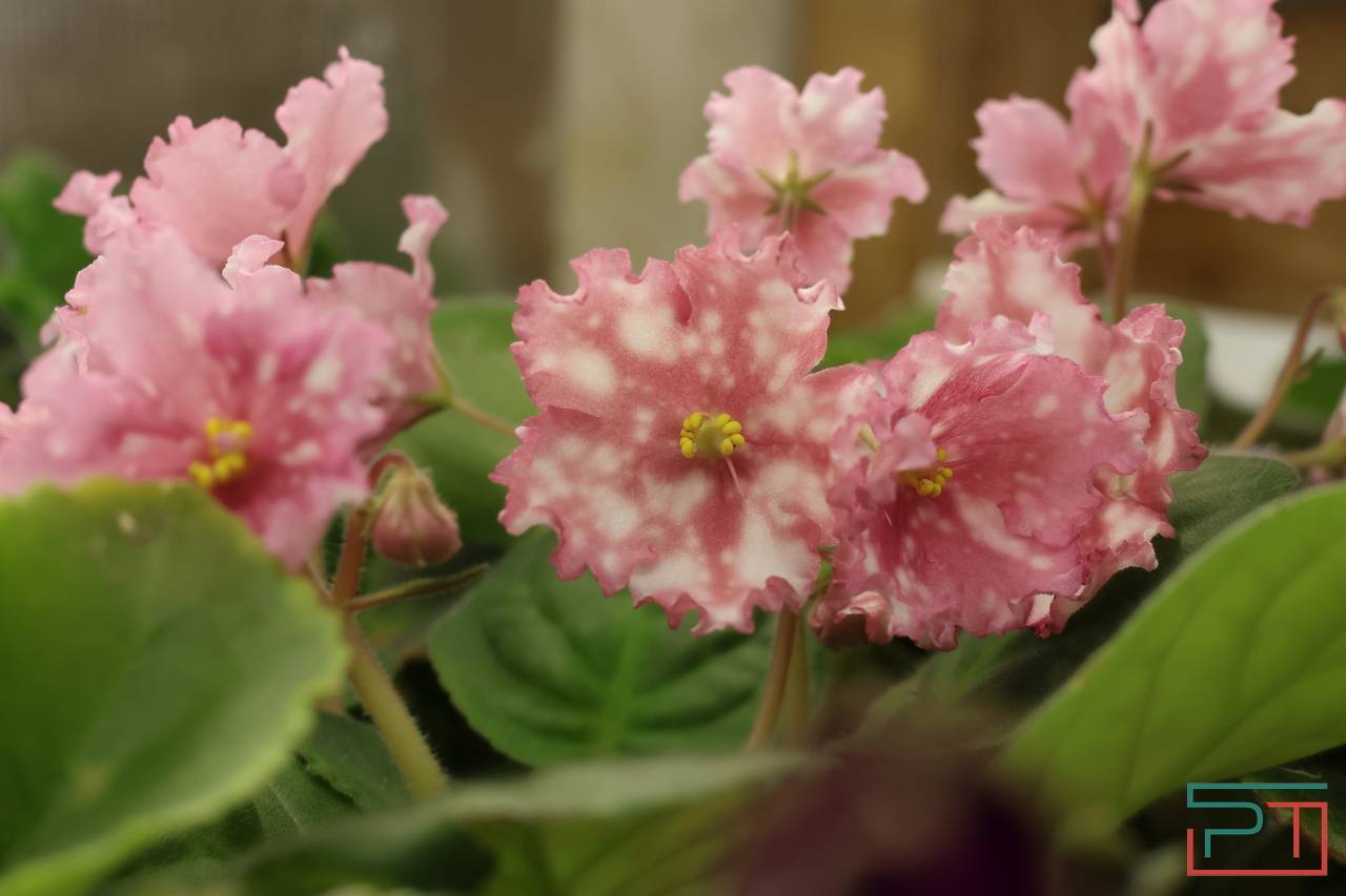 Авантюра, Амнезия и Джек Воробей: жительница Казани 30 лет собирает коллекцию фиалок