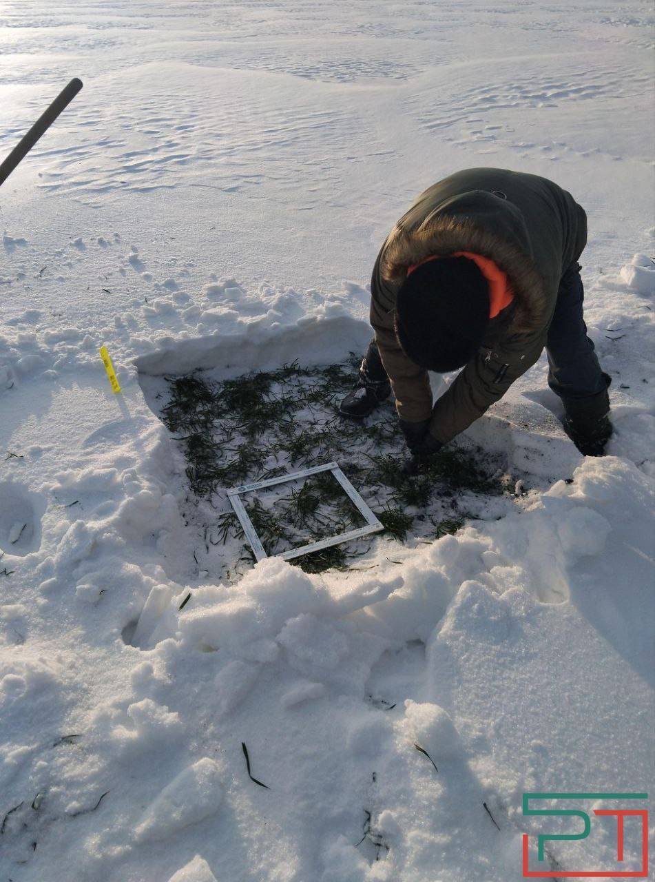 «Бурная весна – угроза урожаю»: аномальная зима испытывает на прочность озимые