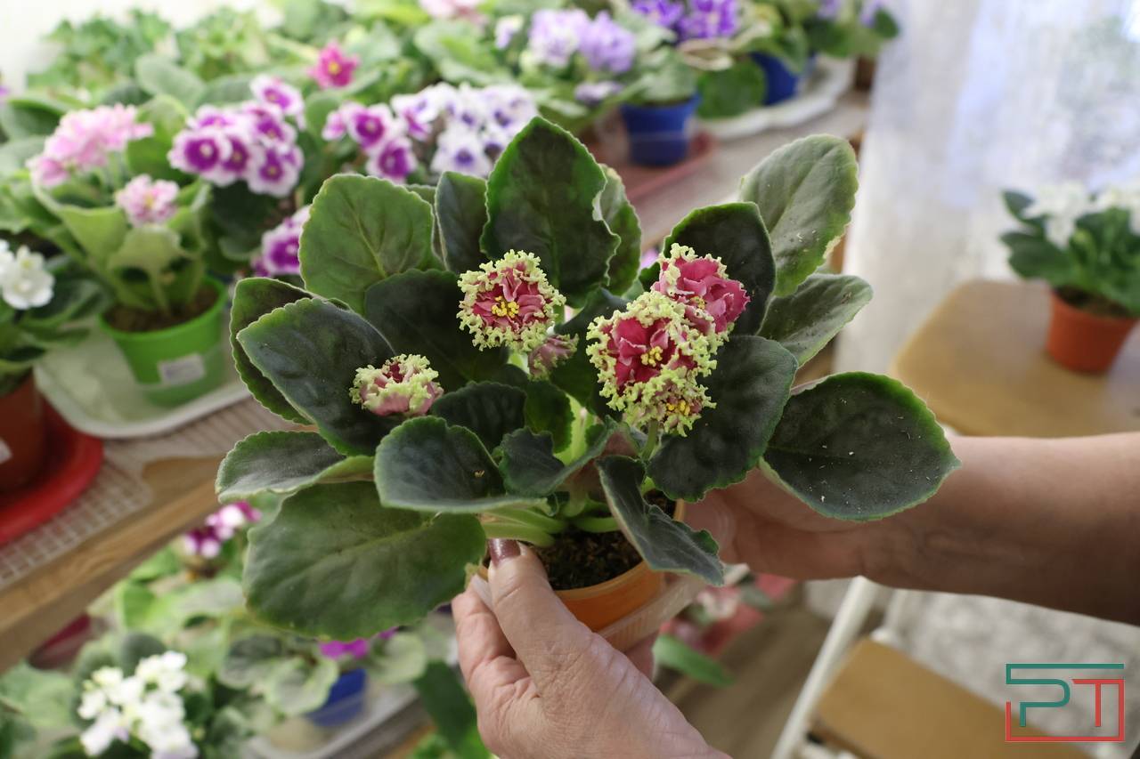 Авантюра, Амнезия и Джек Воробей: жительница Казани 30 лет собирает коллекцию фиалок