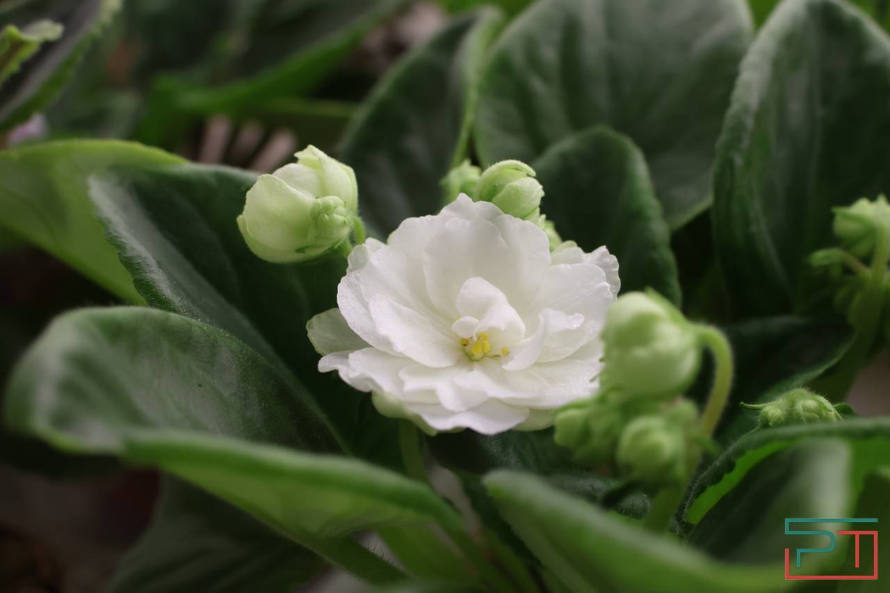 Авантюра, Амнезия и Джек Воробей: жительница Казани 30 лет собирает коллекцию фиалок