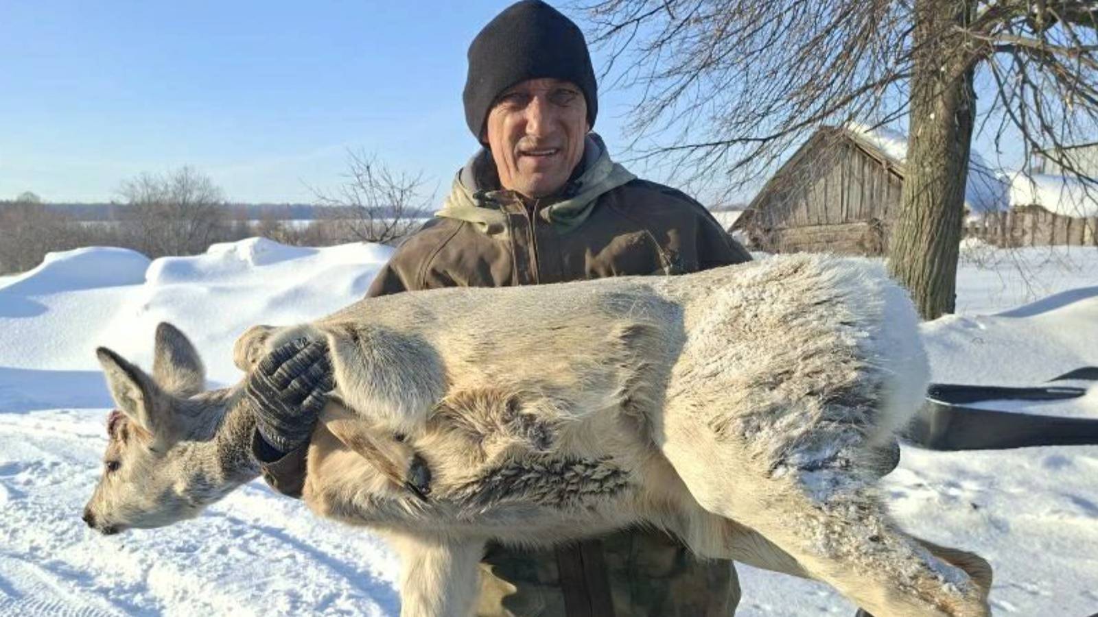 Чудо на дороге: в Татарстане спасли двухлетнего самца косули, попавшего под машину