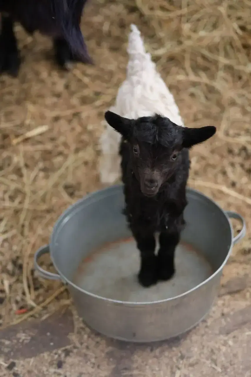 В Казанском зооботсаду родились детеныши валлийских коз
